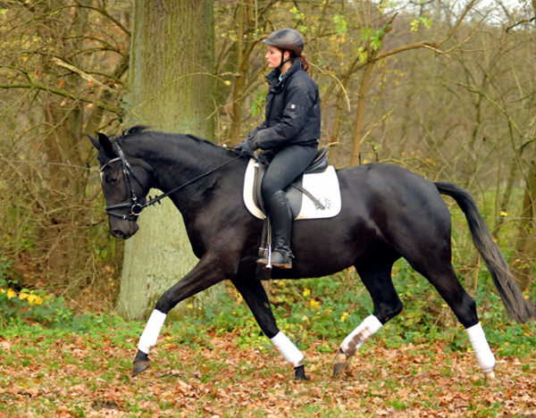 Ginger Rogers - 11. November 2015  - Foto Beate Langels - Trakehner Gestt Hmelschenburg