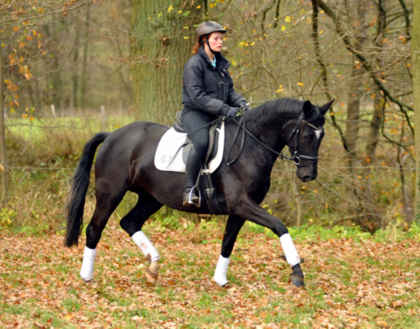 Ginger Rogers - 11. November 2015  - Foto Beate Langels - Trakehner Gestt Hmelschenburg
