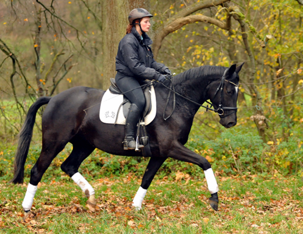 Ginger Rogers - 11. November 2015  - Foto Beate Langels - Trakehner Gestt Hmelschenburg