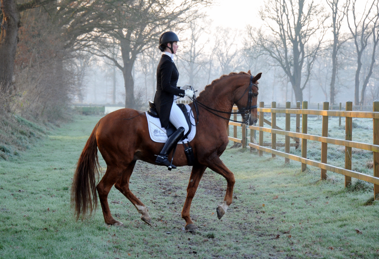 Zauberdeyk von Van Deyk und Lune Karolin Mller  - Foto: Beate Langels - Trakehner Gestt Hmelschenburg