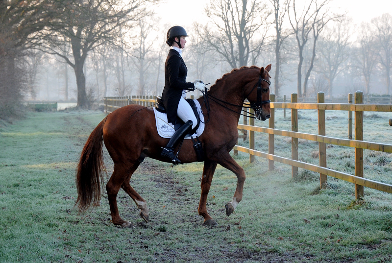 Zauberdeyk von Van Deyk und Lune Karolin Mller  - Foto: Beate Langels - Trakehner Gestt Hmelschenburg