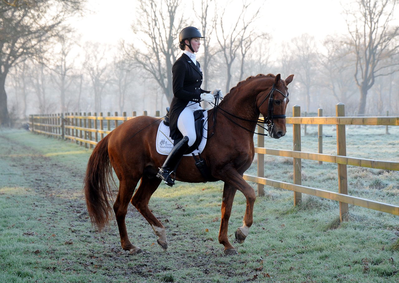 Trakehner Hengst Zauberdeyk v. Van Deyk - Friedensfrst - Trakehner Gestt Hmelschenburg - Foto: Beate Langels