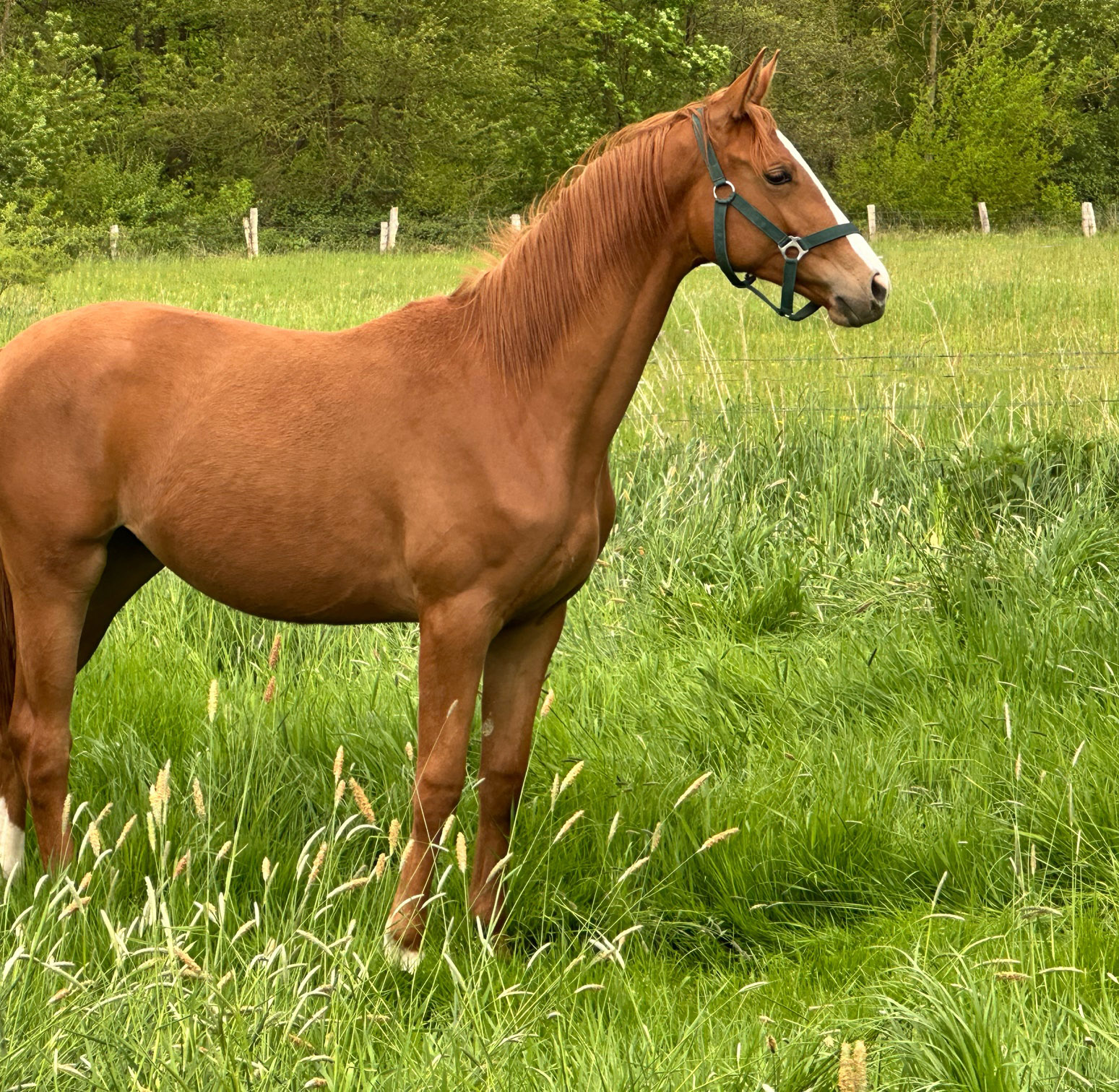 Trs Unique v. His Moment (als Jhrling) im Tal der Emmer - 11.Mai 2025 - Trakehner Gestt Hmelschenburg - Foto Beate Langels