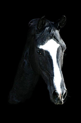 Thyra und Alter Fritz - Foto: Lune Jancke - Trakehner Gestt Hmelschenburg