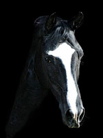 Alter Fritz von Chardonnay - Foto: Lune Jancke