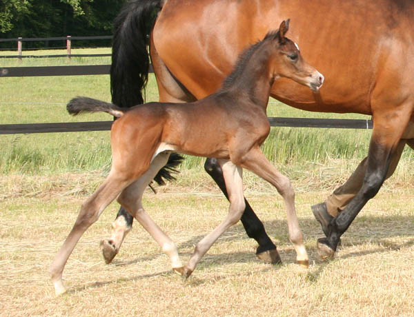 3 Tage alt: Trakehner Hengstfohlen von Saint Cyr u.d. Kosma Shiva v. Herzruf, Foto: Bernd Berge, Trakehner Gestt Hmelschenburg