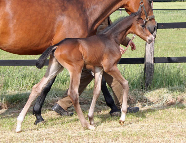 3 Tage alt: Trakehner Hengstfohlen von Saint Cyr u.d. Kosma Shiva v. Herzruf, Foto: Bernd Berge, Trakehner Gestt Hmelschenburg