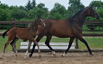 Trakehner Mare Dejaniera by  Freudenfest out of Didaktik by Manrico with her filly by Saint Cyr