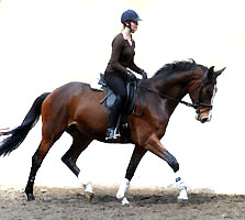 Galileo von Exclusiv u.d. Gwendolyn v. Maestro - Kostolany - Karon - Foto: Beate Langels - Trakehner Gestt Hmelschenburg