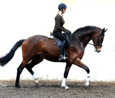 Galileo von Exclusiv u.d. Gwendolyn v. Maestro - Kostolany - Karon - Foto: Beate Langels - Trakehner Gestt Hmelschenburg