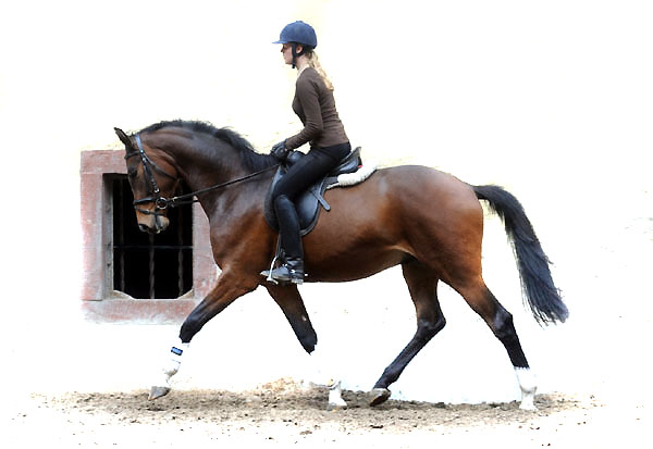 Galileo von Exclusiv u.d. Gwendolyn v. Maestro - Kostolany - Karon - Foto: Beate Langels - Trakehner Gestt Hmelschenburg