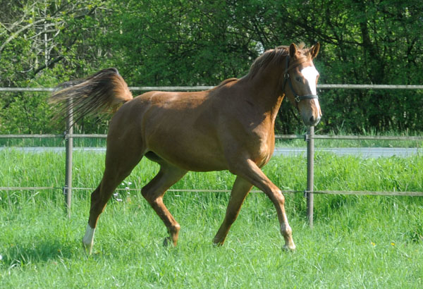3jhriger Trakehner von Freudenfest u.d. Mainau v. Caanitz