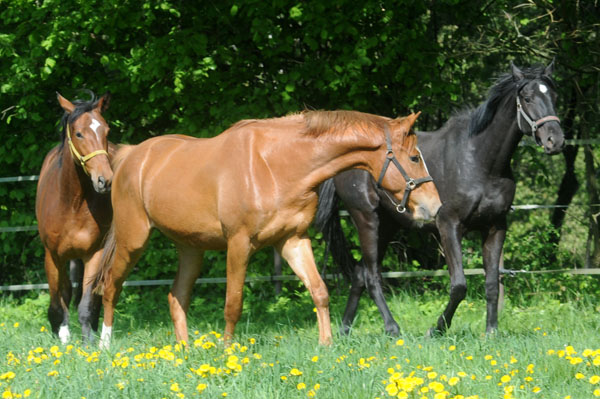 3jhriger Trakehner von Freudenfest u.d. Mainau v. Caanitz