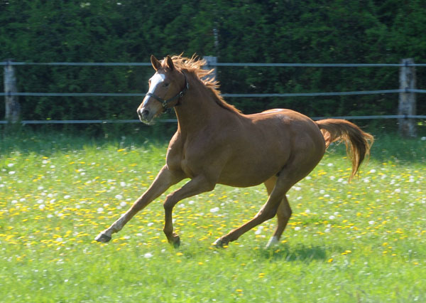 3jhriger Trakehner von Freudenfest u.d. Mainau v. Caanitz