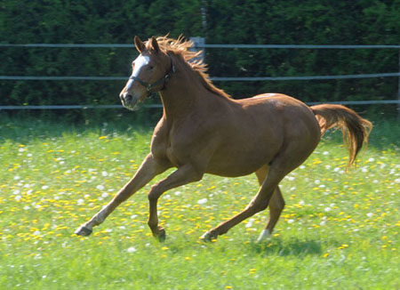 3jhrig  Trakehner von Freudenfest u.d. Mainau v. Caanitz