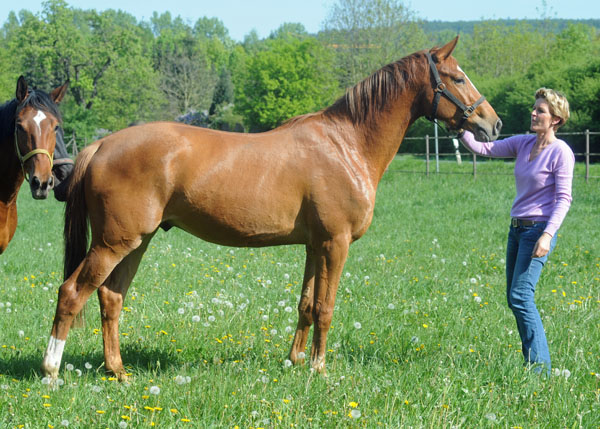 3jhriger Trakehner von Freudenfest u.d. Mainau v. Caanitz