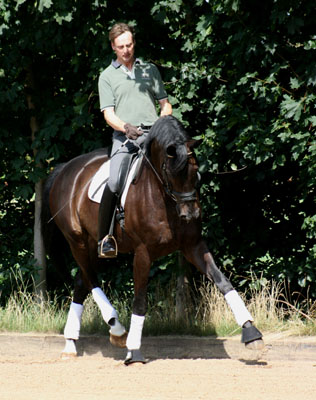 Seal - Trakehner von Gribaldi u.d. Pr.St. Schwalbenspiel v. Exclusiv, Gestt Hmelschenburg, Foto: Stephan Bischoff