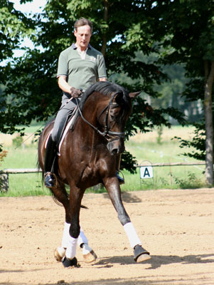 Seal - Trakehner von Gribaldi u.d. Pr.St. Schwalbenspiel v. Exclusiv, Gestt Hmelschenburg, Foto: Stephan Bischoff