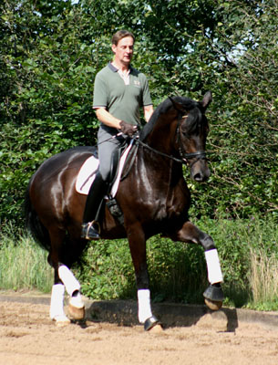 Seal - Trakehner von Gribaldi u.d. Pr.St. Schwalbenspiel v. Exclusiv, Gestt Hmelschenburg, Foto: Stephan Bischoff