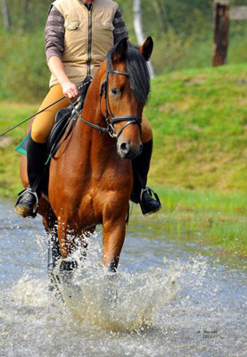 3jhriger Trakehner Hengst Scoubidou von Summertime - Herzruf - Foto: Antje Berodt