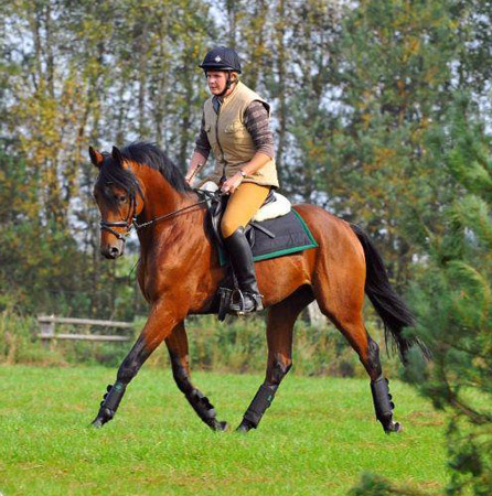 3jhriger Trakehner Hengst Scoubidou von Summertime - Herzruf - Foto: Antje Berodt