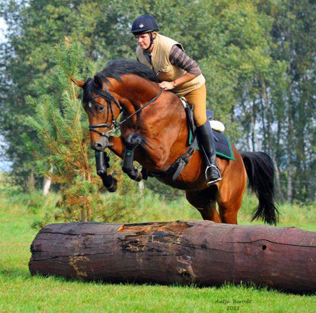 3jhriger Trakehner Hengst Scoubidou von Summertime - Herzruf - Foto: Antje Berodt