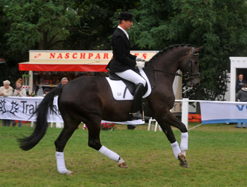 Seal - Trakehner von Gribaldi u.d. Pr.St. Schwalbenspiel v. Exclusiv, Gestt Hmelschenburg, Foto: Beate Langels