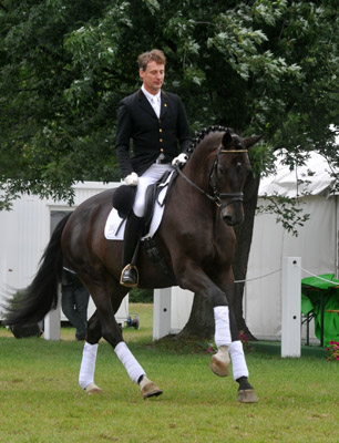 Seal - Trakehner von Gribaldi u.d. Pr.St. Schwalbenspiel v. Exclusiv, Gestt Hmelschenburg, Foto: Beate Langels