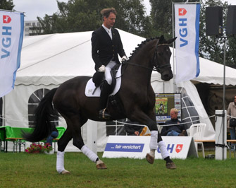 Seal - Trakehner von Gribaldi u.d. Pr.St. Schwalbenspiel v. Exclusiv, Gestt Hmelschenburg, Foto: Beate Langels