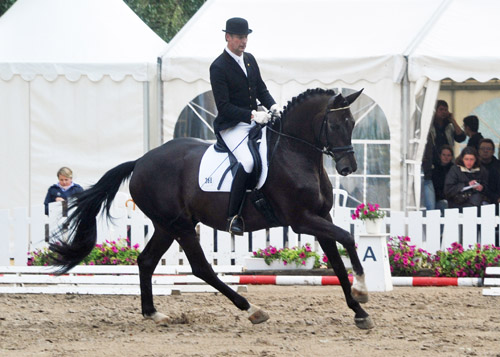 Seal - Trakehner von Gribaldi u.d. Pr.St. Schwalbenspiel v. Exclusiv, Gestt Hmelschenburg, Foto: Beate Langels