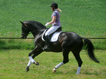 Symont von Monteverdi und der Syvari v. Kostolany - Foto: Beate Langels - Trakehner Gestt Hmelschenburg
