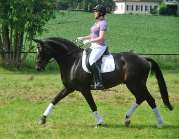 Symont von Monteverdi und der Syvari v. Kostolany - Foto: Beate Langels - Trakehner Gestt Hmelschenburg