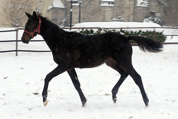 Sir Moon v. Symont - Alter Fritz - Trakehner Gestt Hmelschenburg - im Januar 2010, Foto: Beate Langels