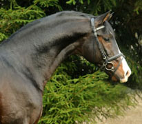 Shavalou v. Freudenfest u.d. Elitestute Schwalbenspiel v. Exclusiv