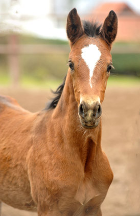 Trakehner Stutfohlen von Saint Cyr u.d. Prmien- und Staatsprmienstute Karena v. Freudenfest - Foto: Beate Langels, Trakehner Gestt Hmelschenburg