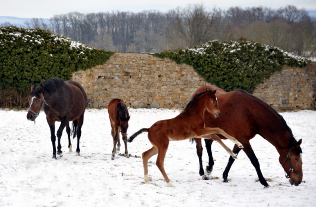 Trakehner Gestt Hmelschenburg