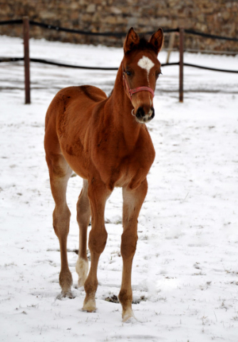 Trakehner Gestt Hmelschenburg
