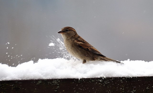 Trakehner Gestt Hmelschenburg