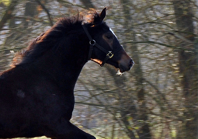 Tacyra von Saint Cyr als Jhrling in Hmelschenburg - Foto Beate Langels