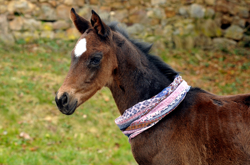 Stutfohlen von High Motion u.d. Elitestute Vicenza v. Showmaster - Foto Beate Langels - Gestt Schplitz