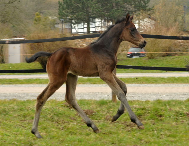 Stutfohlen von High Motion u.d. Pr.u.StPrSt. Schwalbenmagie v. Exclusiv - Foto Beate Langels - Gestt Schplitz