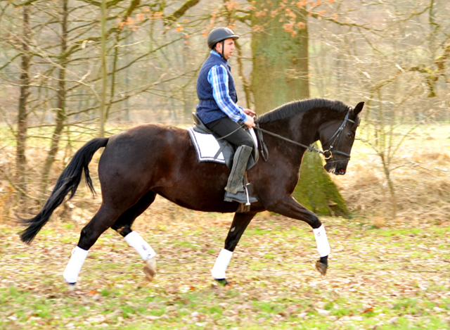 Ginger Rogers v. Symont u.d. Pr.u.ESt. Greta Garbo v. Alter Fritz  - Foto: Beate Langels -
Trakehner Gestt Hmelschenburg