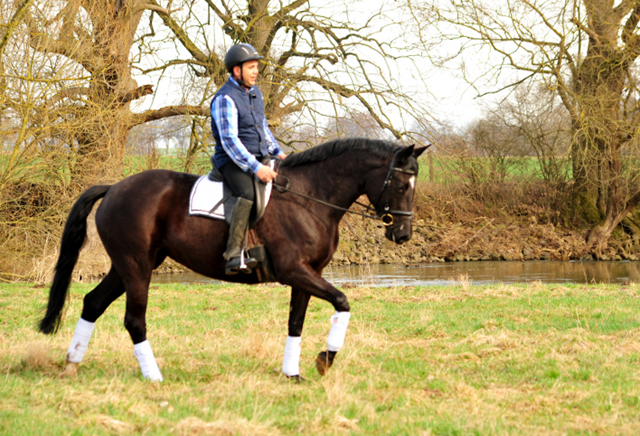 Ginger Rogers v. Symont u.d. Pr.u.ESt. Greta Garbo v. Alter Fritz  - Foto: Beate Langels -
Trakehner Gestt Hmelschenburg