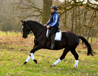 Ginger Rogers v. Symont u.d. Pr.u.ESt. Greta Garbo v. Alter Fritz  - Foto: Beate Langels -
Trakehner Gestt Hmelschenburg