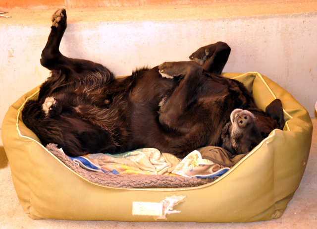 Mittagsschlaf- Foto Beate Langels