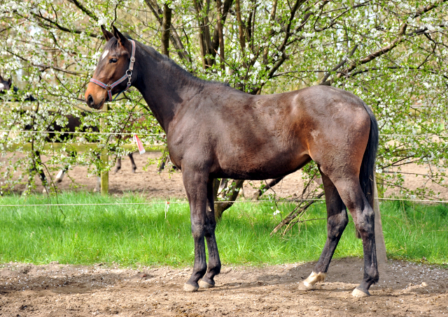 Stutfohlen von Exclusiv u.d. Vicenza v. Showmaster - Trakehner Gestt Hmelschenburg
