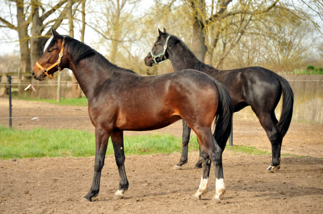zweijhrige Hengste von Oliver Twist - Foto Beate Langels