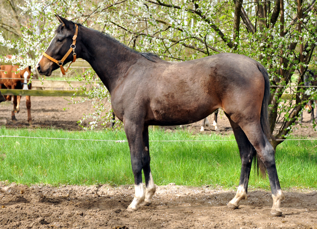 Zweijhrige Stute von Saint Cyr x Friedensfrst in Schplitz - Foto Beate Langels - Gestt Hmelschenburg