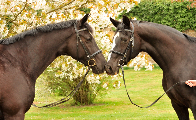 Ginger Rogers v. Symont u.d. Pr.u.ESt. Greta Garbo v. Alter Fritz  - Foto: Beate Langels -
Trakehner Gestt Hmelschenburg