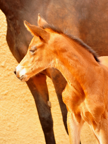 Schwalbe's Beauty - Stutfohlen von High Motion u.d. Schwalbenlicht v. Imperio - Trakehner Gestt Hmelschenburg - Beate Langels